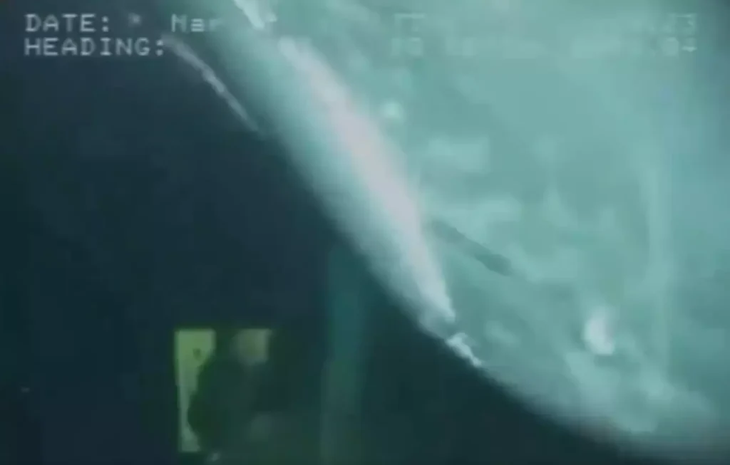 Cientistas recebem visita inesperada nas profundezas do mar ao inspecionarem gasoduto a 900 metros de profundidade