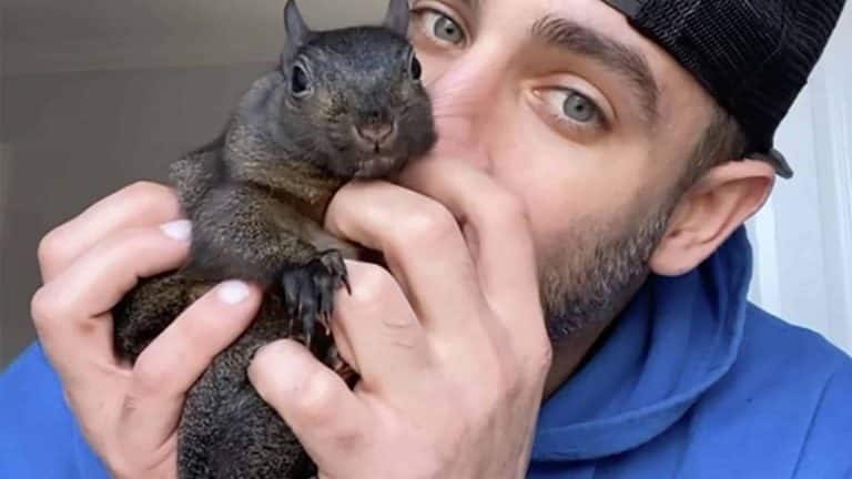 Donos do famoso esquilo Peanut se pronunciam após ele ser apreendido e sacrificado pelo estado de Nova York
