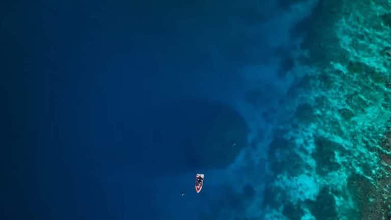 Mergulhadores pensaram ter encontrado um naufrágio, mas esta sombra gigante está viva