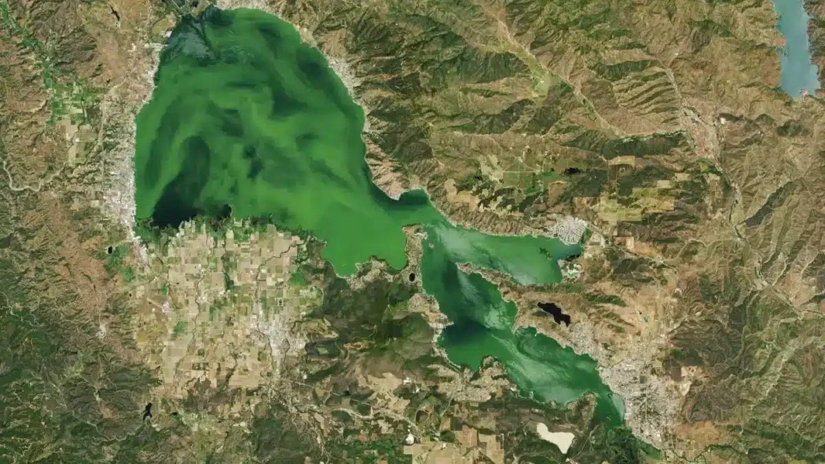 O Clear Lake, na Califórnia, também adquiriu um tom verde vibrante (NASA).