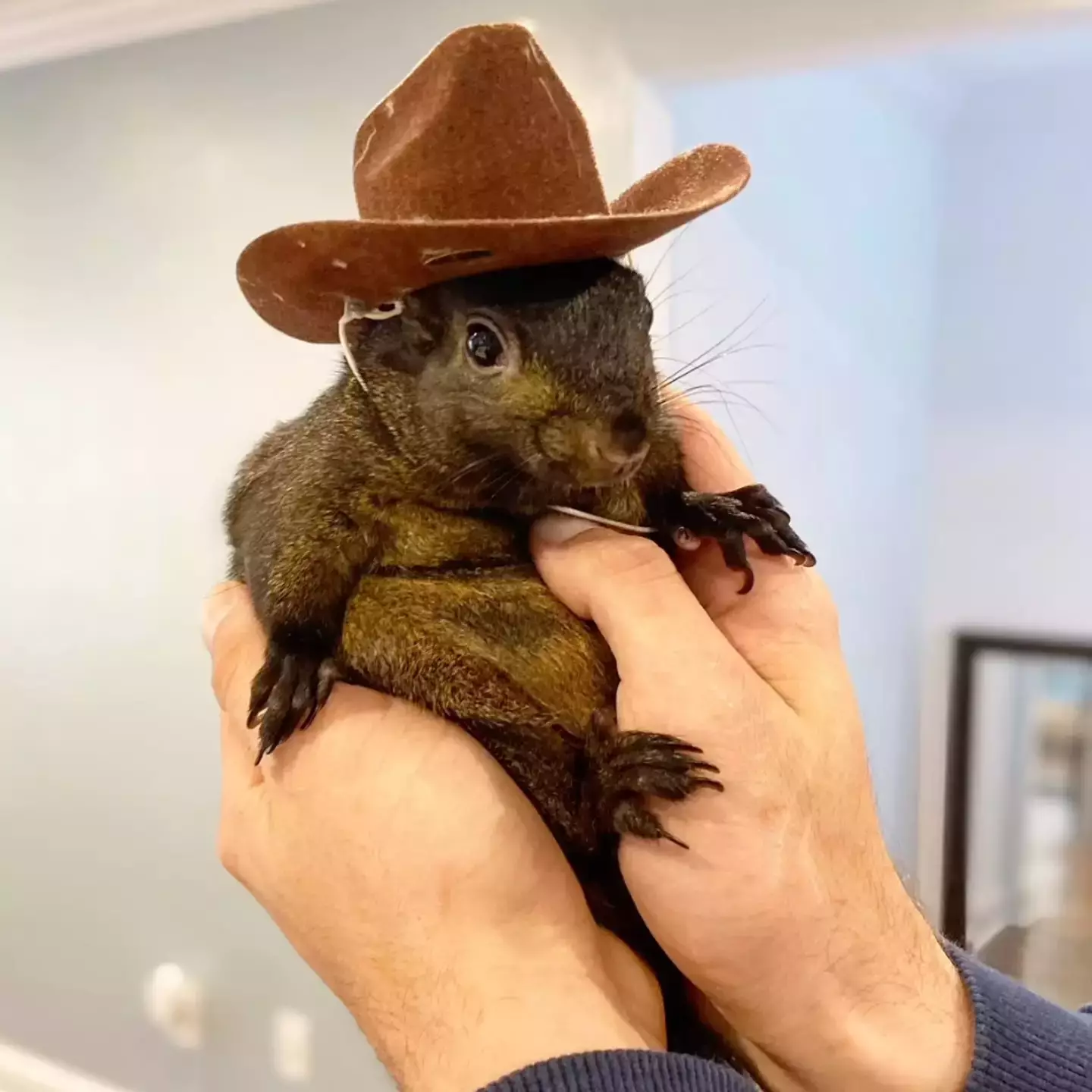 Peanut, o Esquilo, foi sacrificado no início desta semana ((Instagram/peanut_the_squirrel12).