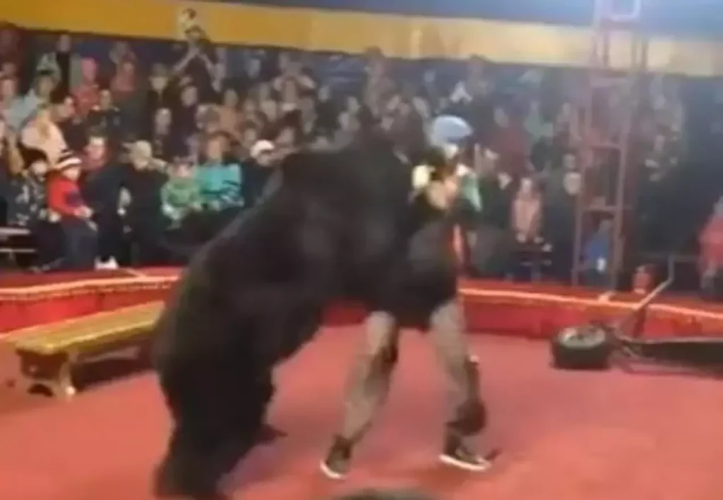 Vídeo chocante mostra urso de circo atacando treinador e o imobilizando diante do público ao vivo