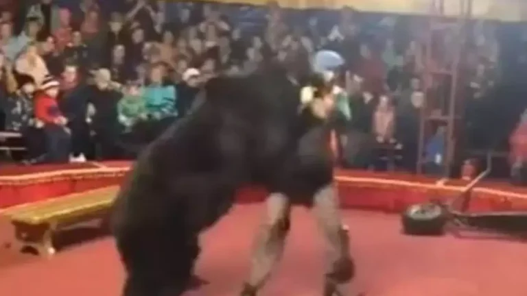 Vídeo chocante mostra urso de circo atacando treinador e o imobilizando diante do público ao vivo