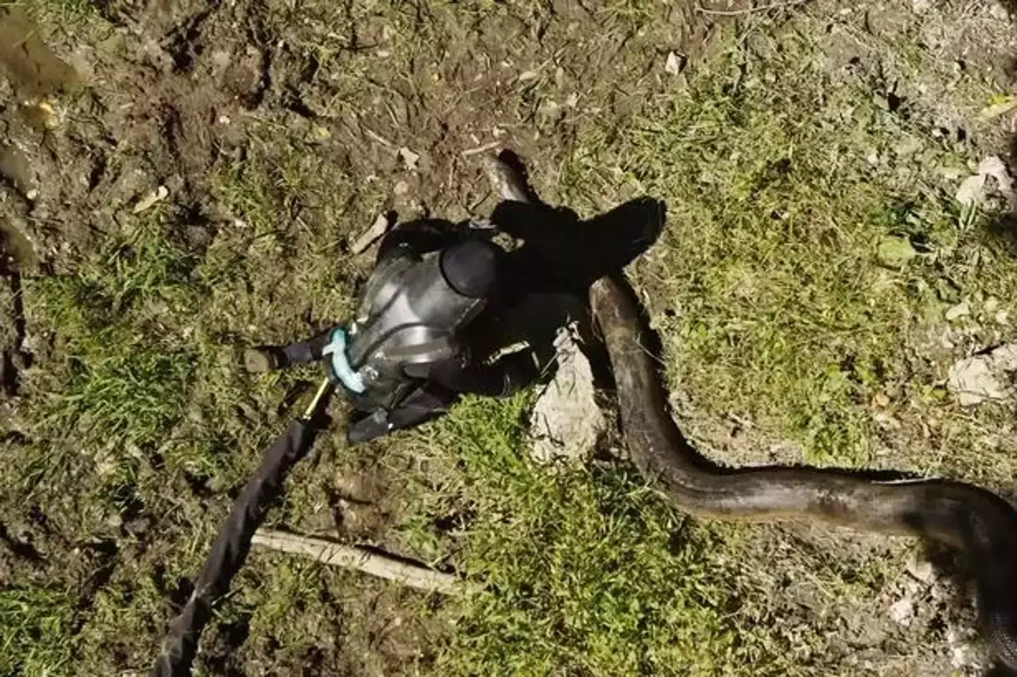 A cobra tinha 6 metros de comprimento e impressionantes 114 kg (Discovery Channel).