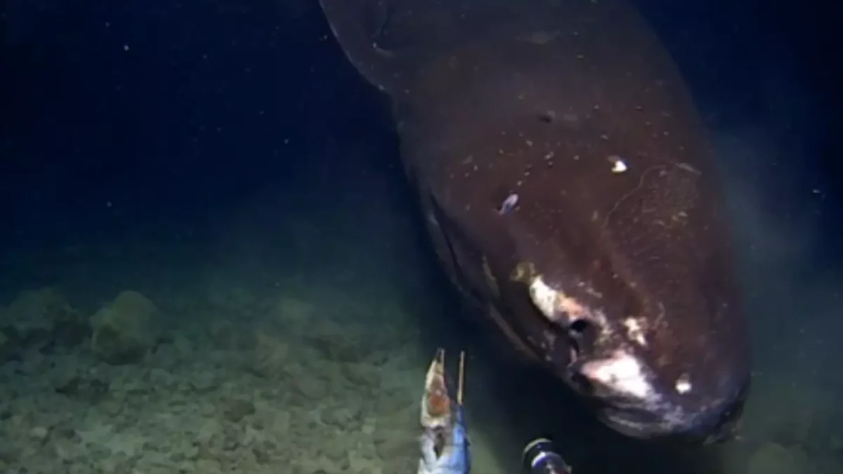 Cientistas descobrem criatura assustadora das profundezas após mergulharem câmera no fundo de uma trincheira escura