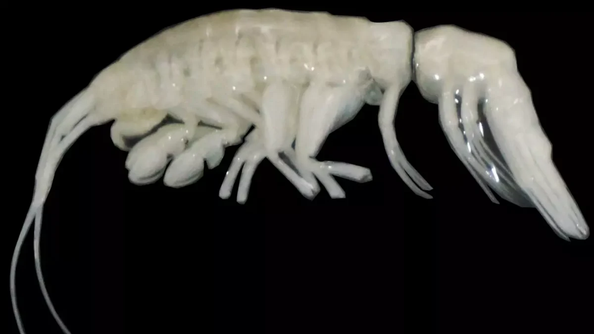Cientistas descobrem uma criatura assustadora, parecida com um alienígena, que eles chamaram de 'escuridão' a 7.900 metros abaixo da superfície do oceano