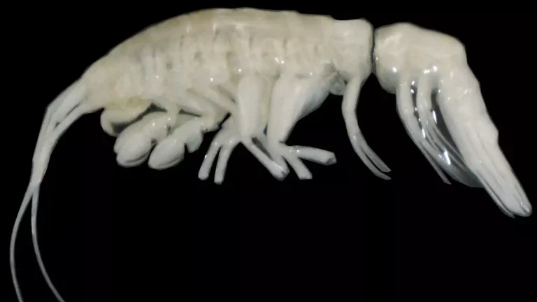 Cientistas descobrem uma criatura assustadora, parecida com um alienígena, que eles chamaram de 'escuridão' a 7.900 metros abaixo da superfície do oceano
