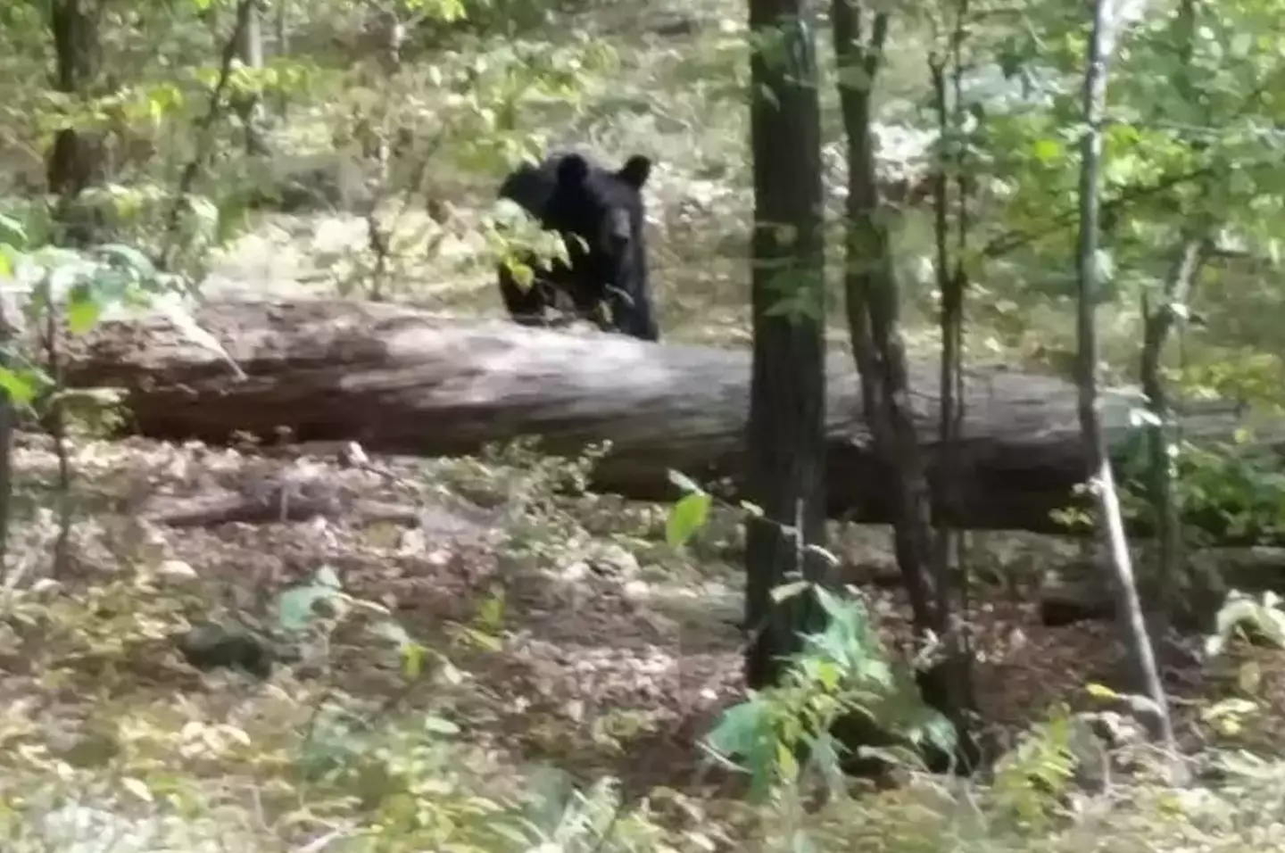 O estudante foi atacado e morto pelo urso (Polícia de West Milford).