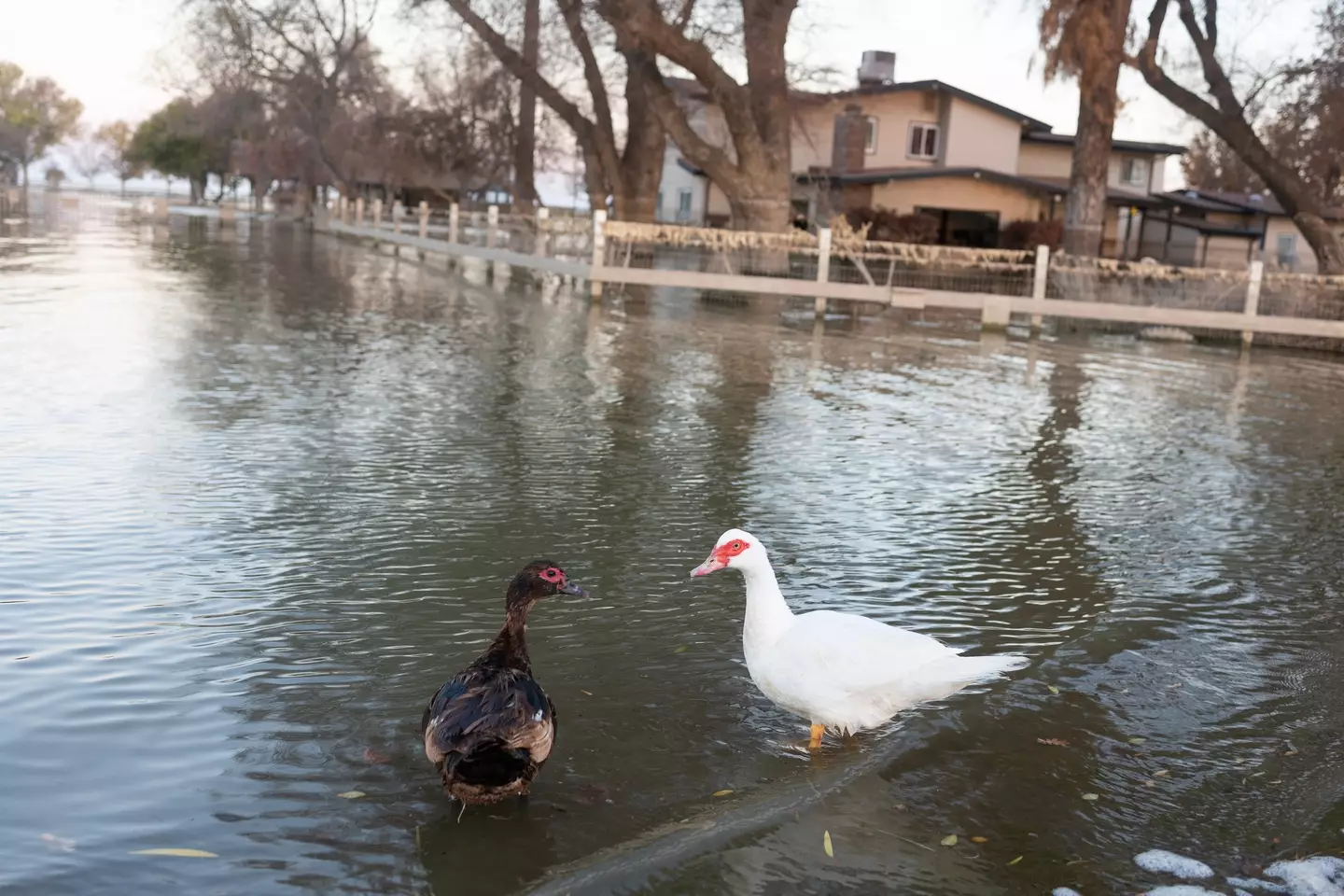 Pelo menos parte da vida selvagem parece estar feliz com o retorno do lago.