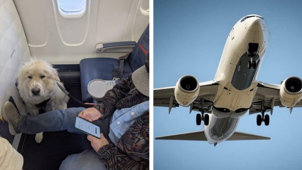 Pessoas divididas após passageiro ser forçado a ceder assento na primeira classe de avião para um cachorro