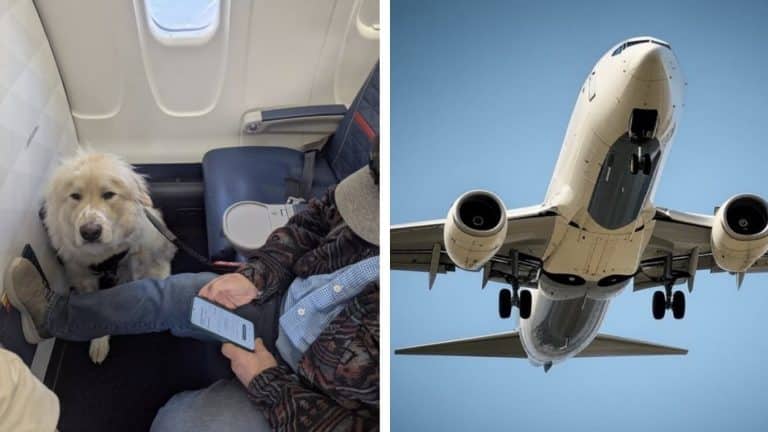 Pessoas divididas após passageiro ser forçado a ceder assento na primeira classe de avião para um cachorro