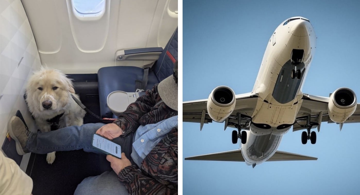 Pessoas divididas após passageiro ser forçado a ceder assento na primeira classe de avião para um cachorro