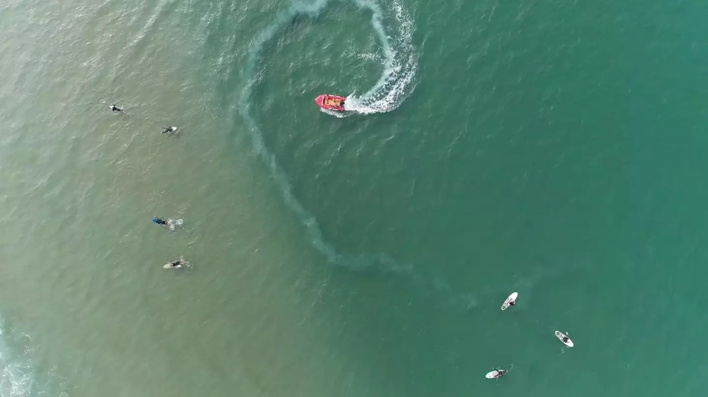 Apenas pessoas com "visão de sniper" conseguem encontrar este tubarão escondido no oceano