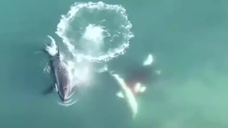 As primeiras imagens aéreas do mundo de orcas caçando e matando tubarões-brancos mostram a natureza no seu momento mais assustador