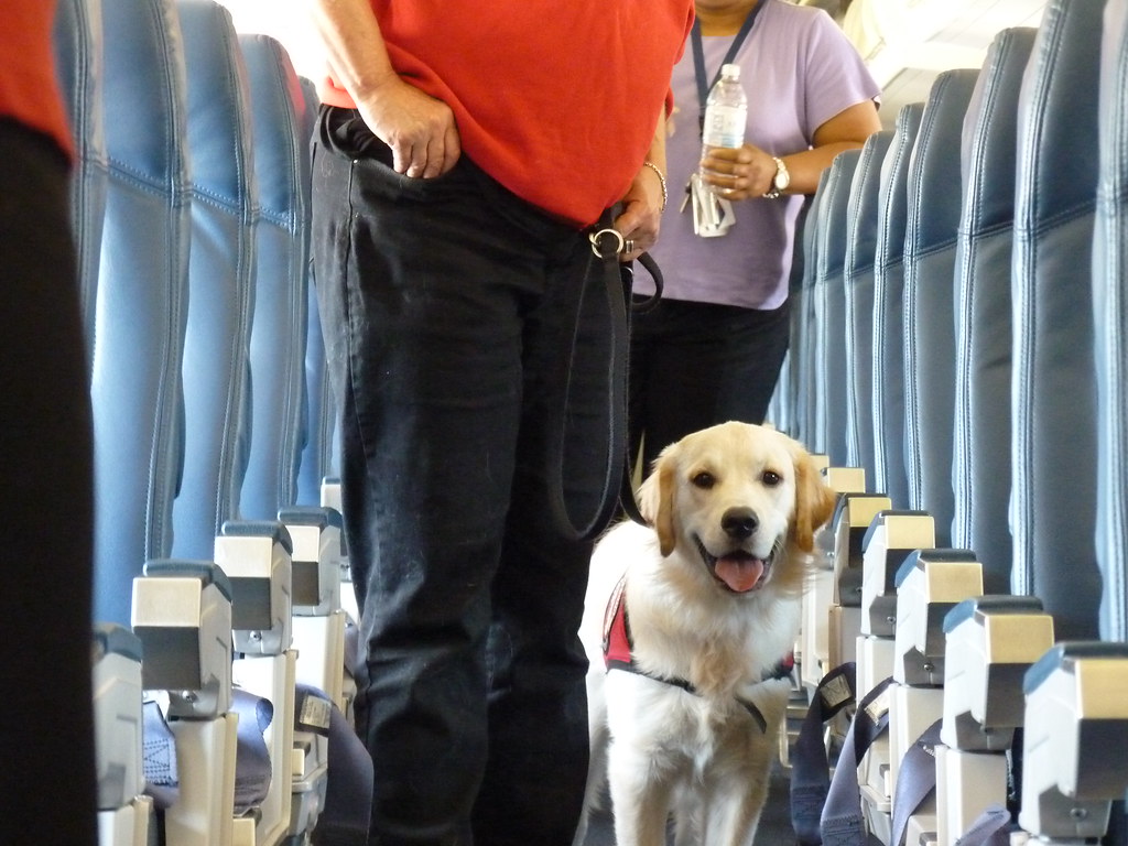 De acordo com a companhia aérea, os cães devem permanecer no espaço do chão.