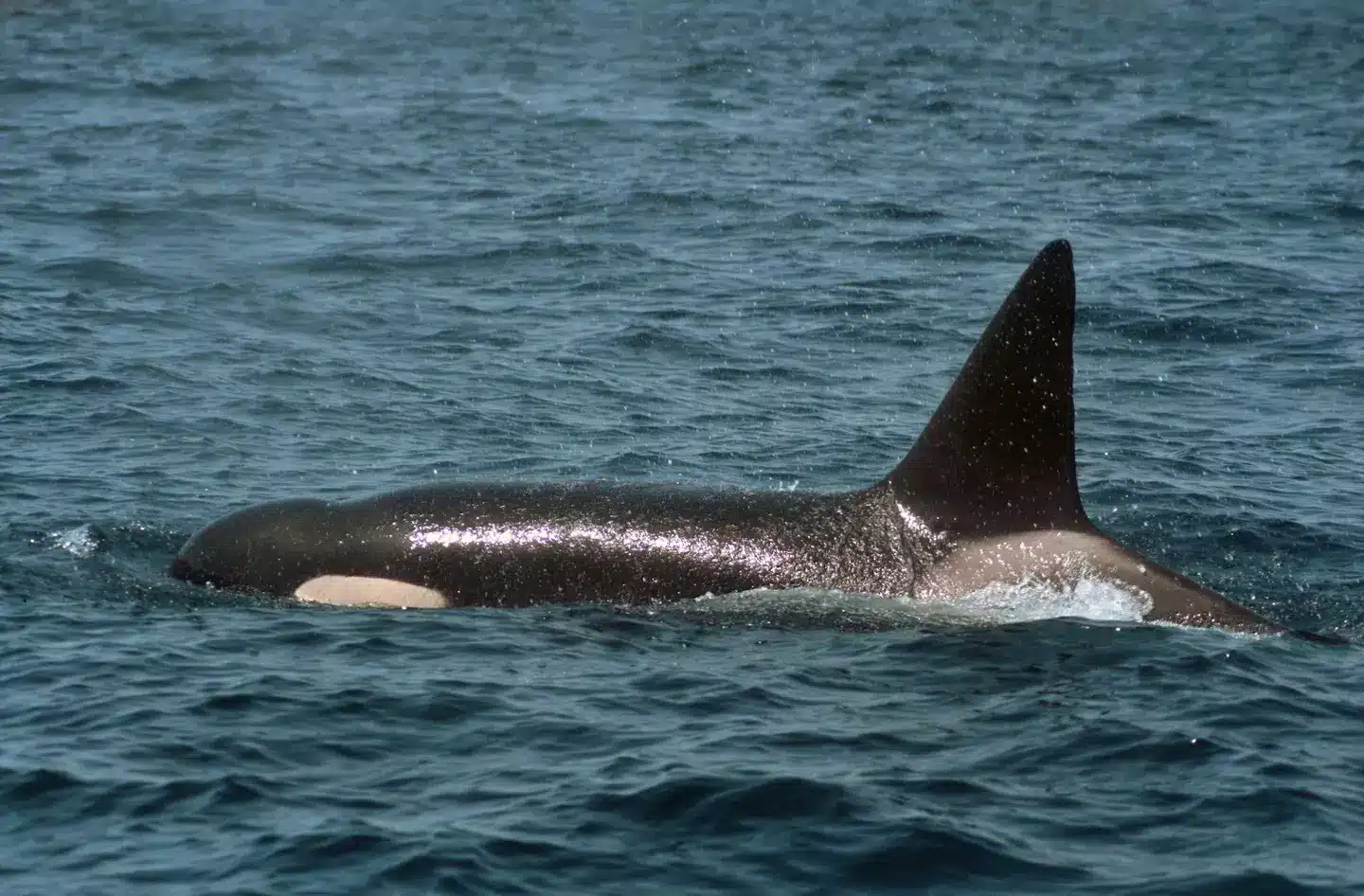 Embora ataques de orcas sejam raros na natureza, eles ainda podem acontecer.