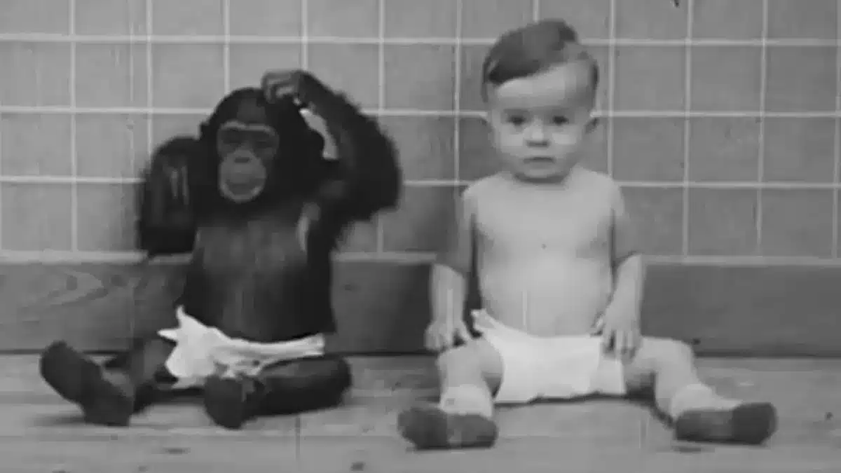 Família forçou filho de nove meses a crescer com chimpanzé em experimento 'perturbador' que teve um final trágico