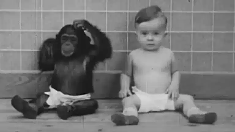 Família forçou filho de nove meses a crescer com chimpanzé em experimento 'perturbador' que teve um final trágico