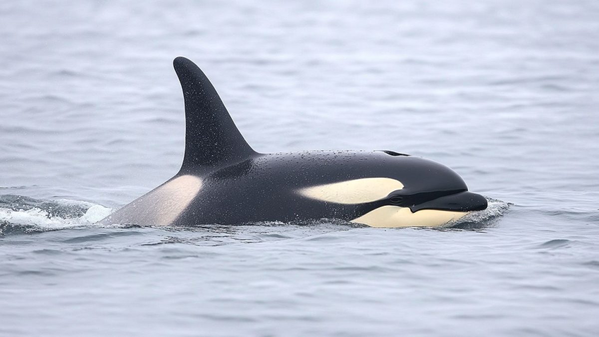 Gravação assustadora de orcas imitando fala humana deixa as pessoas impressionadas, mas extremamente apavoradas