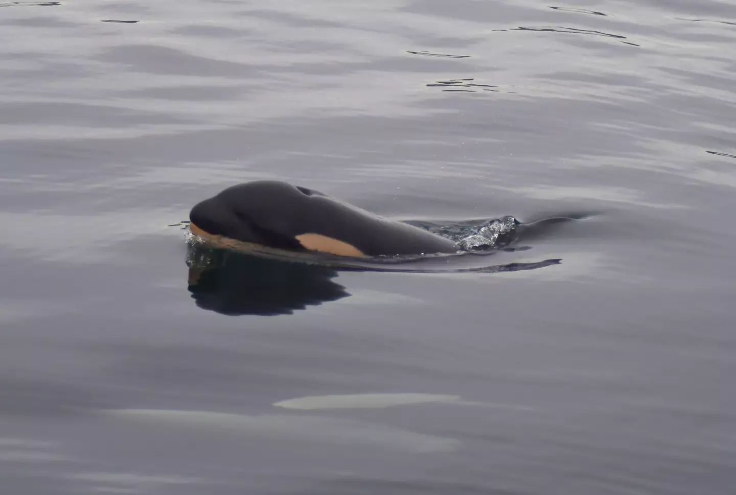 J61 nasceu pouco antes do Natal, mas infelizmente faleceu na véspera de Ano Novo (Facebook/Center for Whale Research/Maya Sears, NMFS/NOAA Permissão 27052).