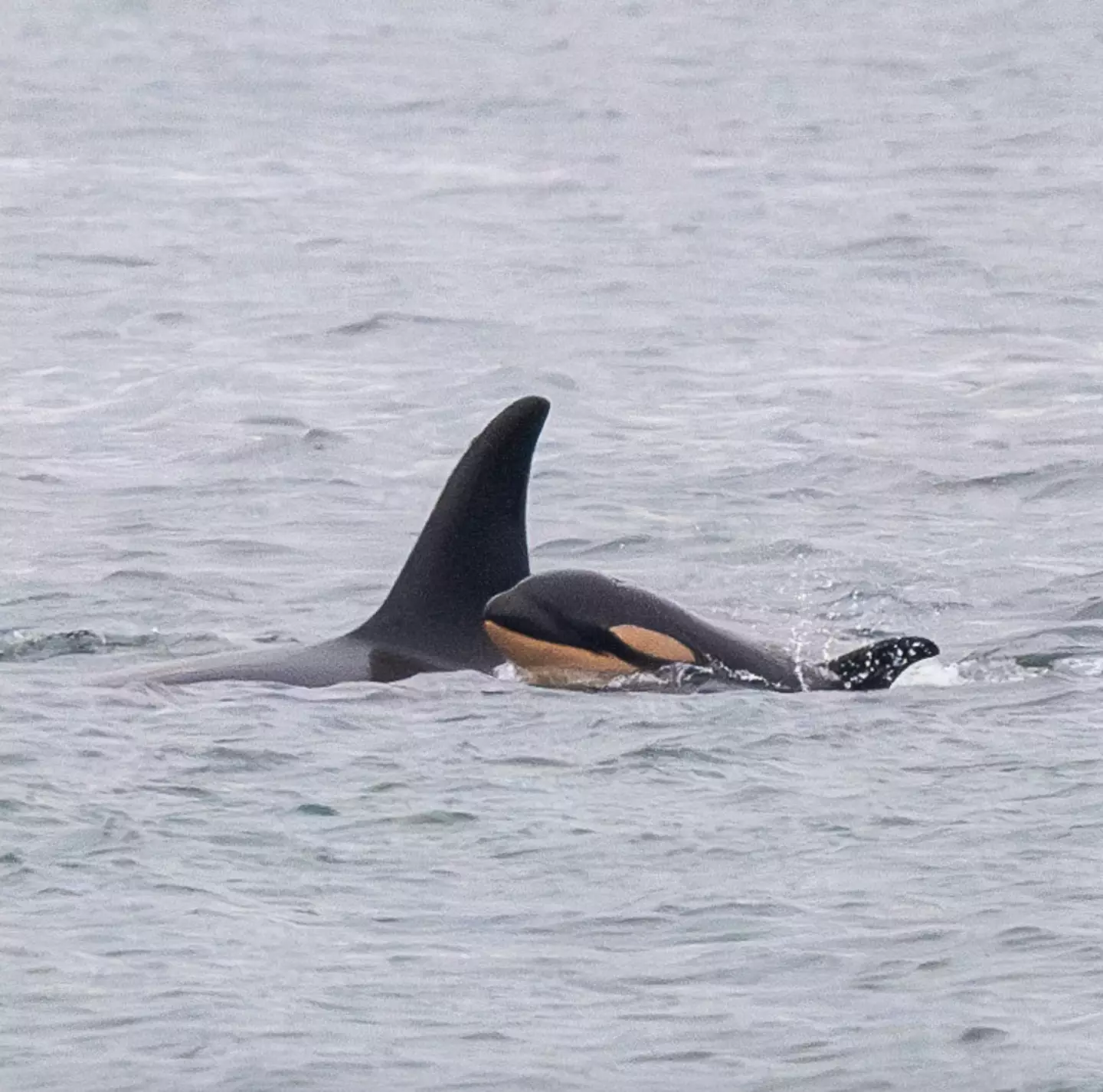 J61, nascida em 20 de dezembro, junto com sua mãe J35 (Facebook/Center for Whale Research).