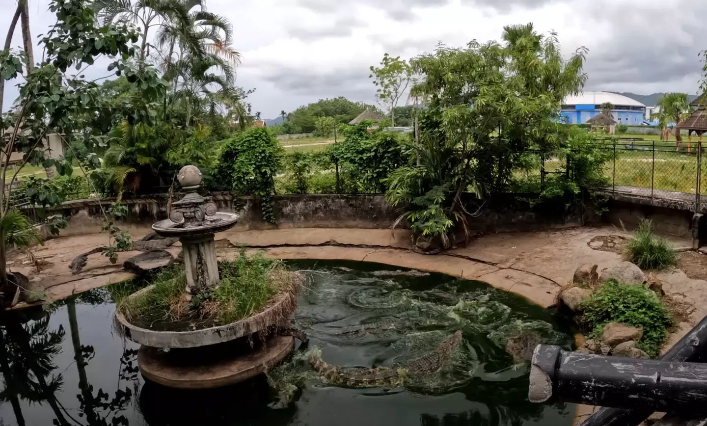 Jacarés podem ser vistos se movendo no lago em um dos clipes compartilhados por King (YouTube/SeanKing5150).