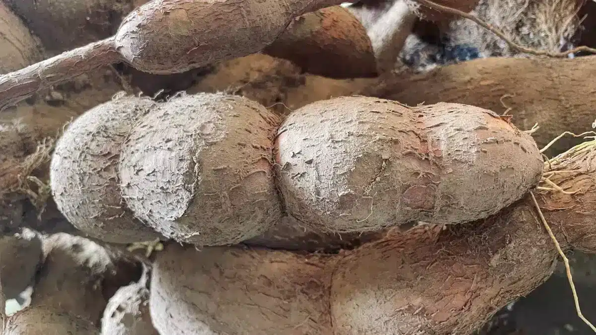 O "alimento mais mortal do mundo" mata mais de 200 pessoas por ano e ainda é consumido por 500 milhões.