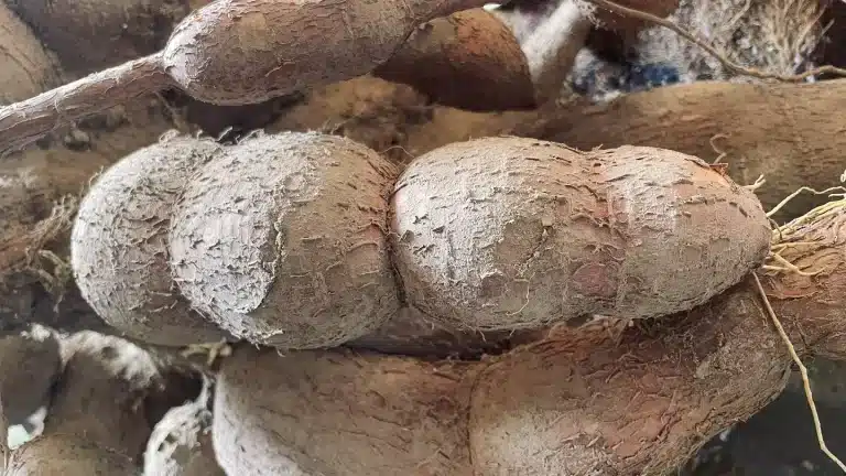 O "alimento mais mortal do mundo" mata mais de 200 pessoas por ano e ainda é consumido por 500 milhões.