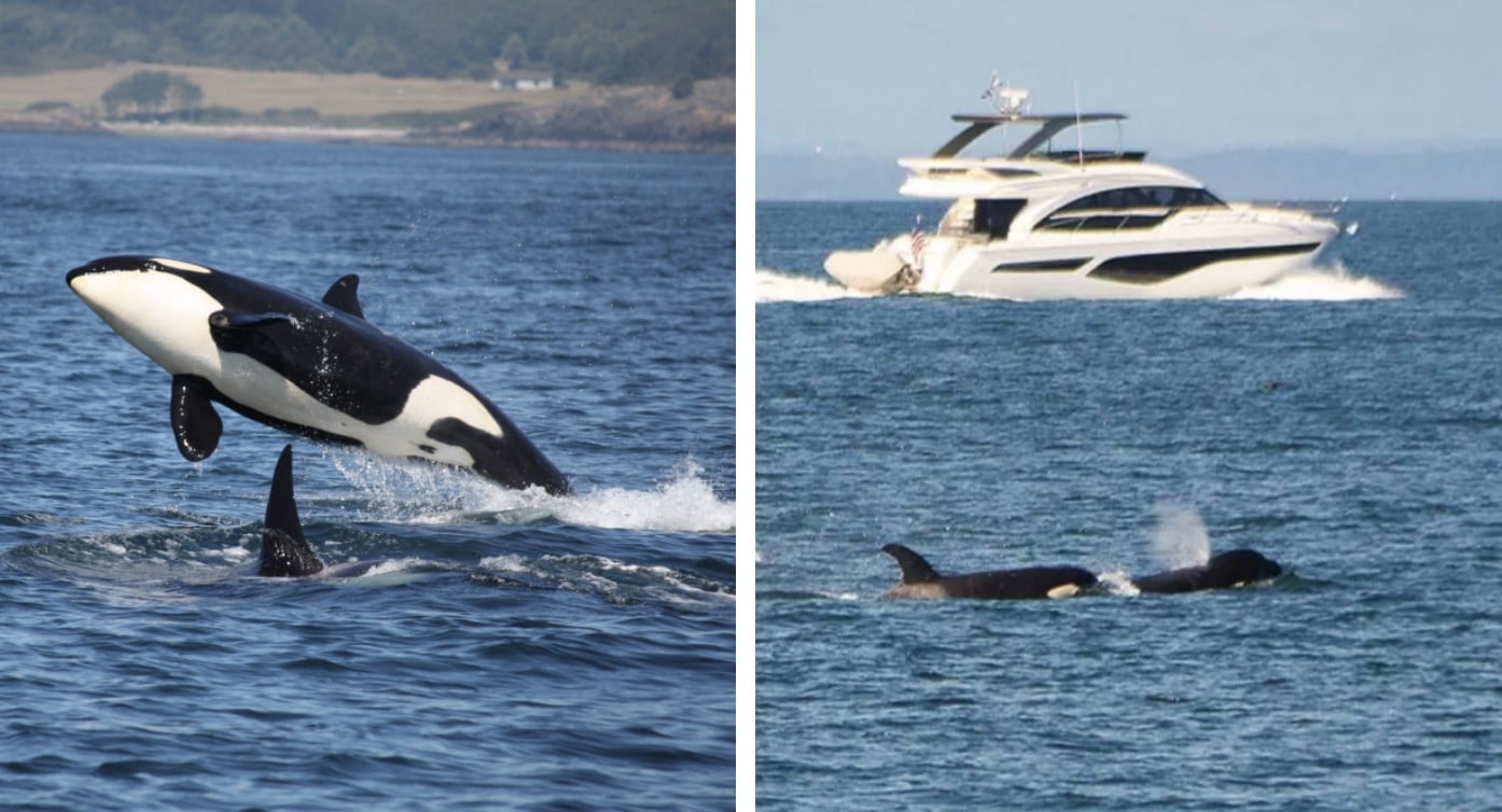 Orca persistente 'ataca' e afunda iate em apenas 45 minutos