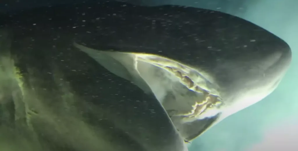Pessoas ficam 'aterrorizadas' com o fundo do mar após verem criatura pré-histórica em vídeo assustador debaixo d'água