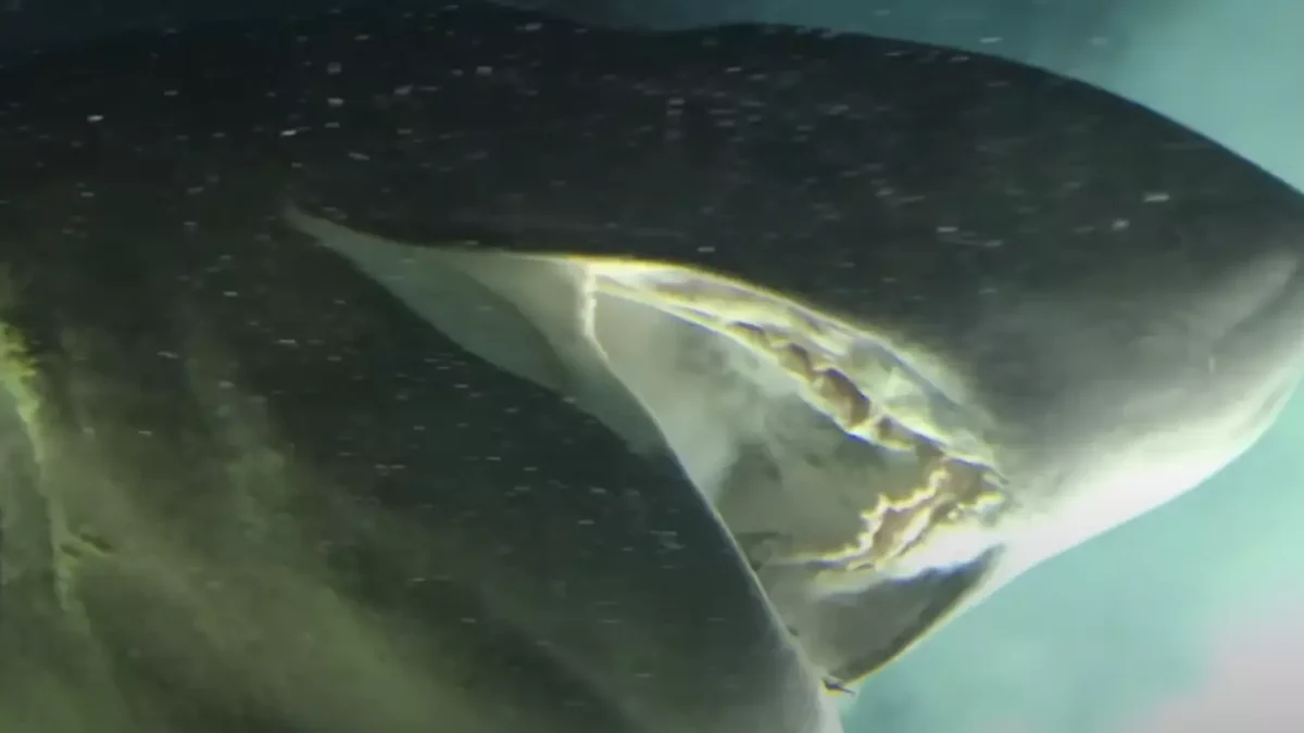 Pessoas ficam 'aterrorizadas' com o fundo do mar após verem criatura pré-histórica em vídeo assustador debaixo d'água
