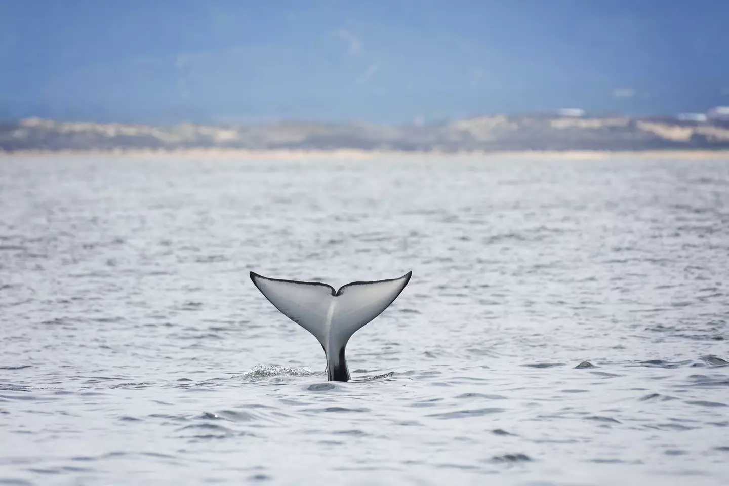 Uma teoria sugere que as orcas estavam praticando suas habilidades de caça.