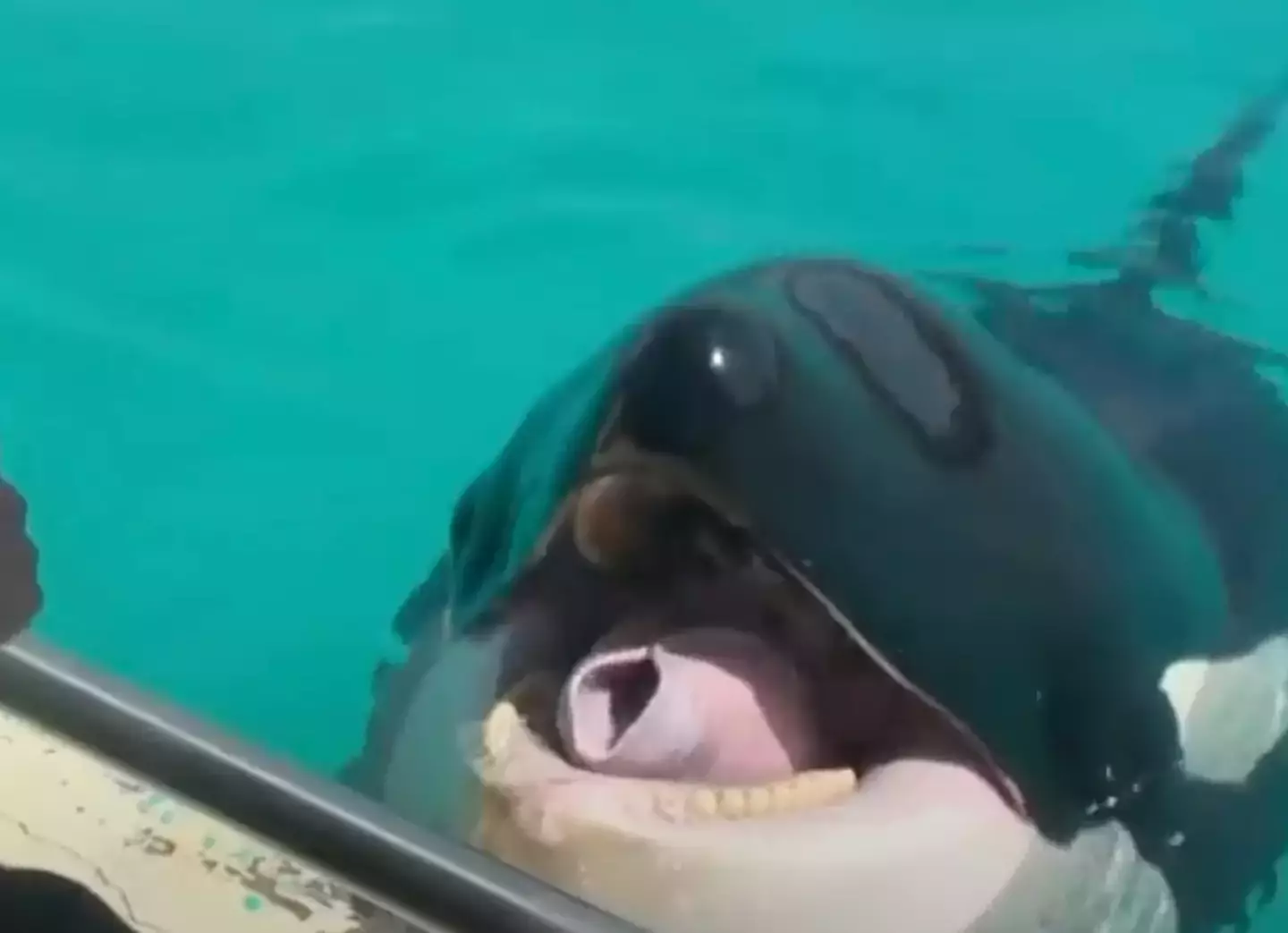 Wikie, a orca, conseguiu imitar vários sons humanos (Abramson et al./CBS News).