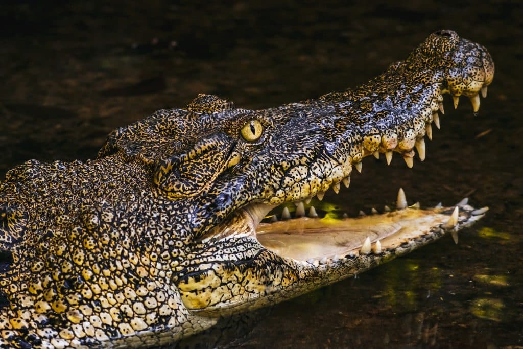 Canoístas capturam momento em que amigo é emboscado e morto por crocodilo ‘devorador de homens’ em vídeo