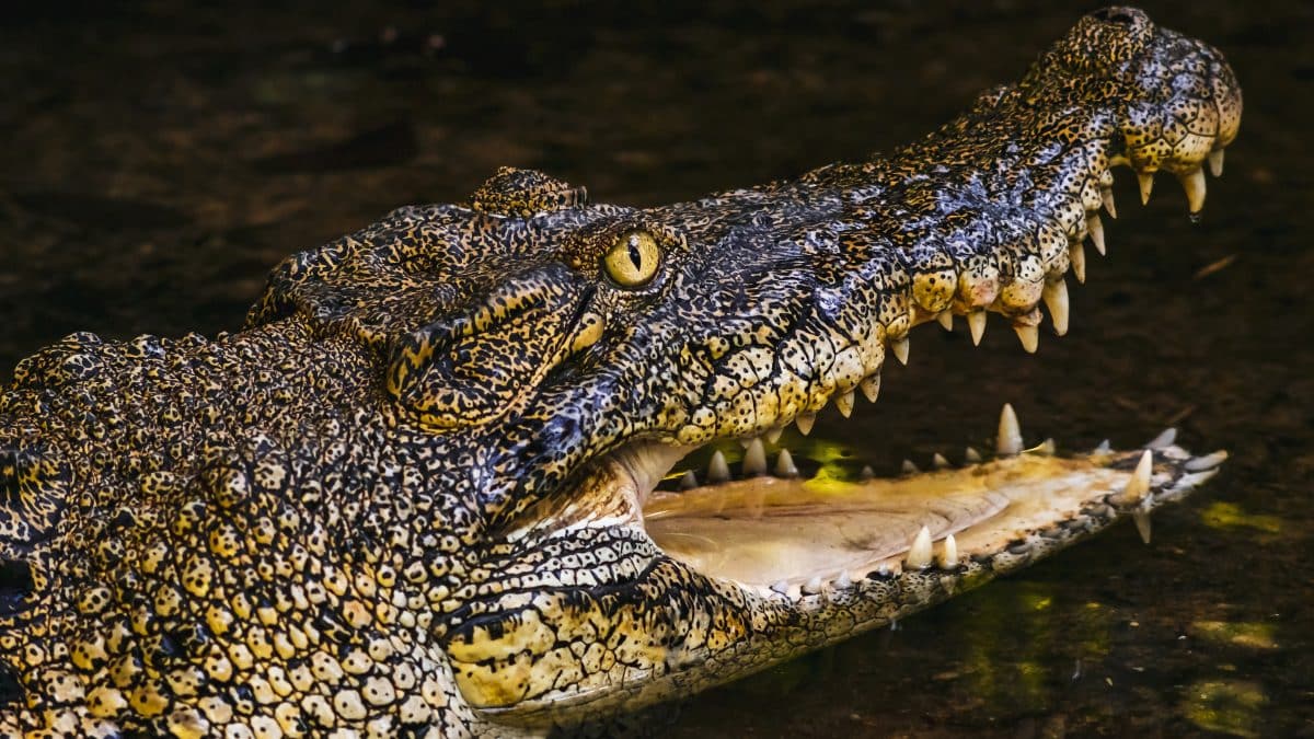 Canoístas capturam momento em que amigo é emboscado e morto por crocodilo 'devorador de homens' em vídeo