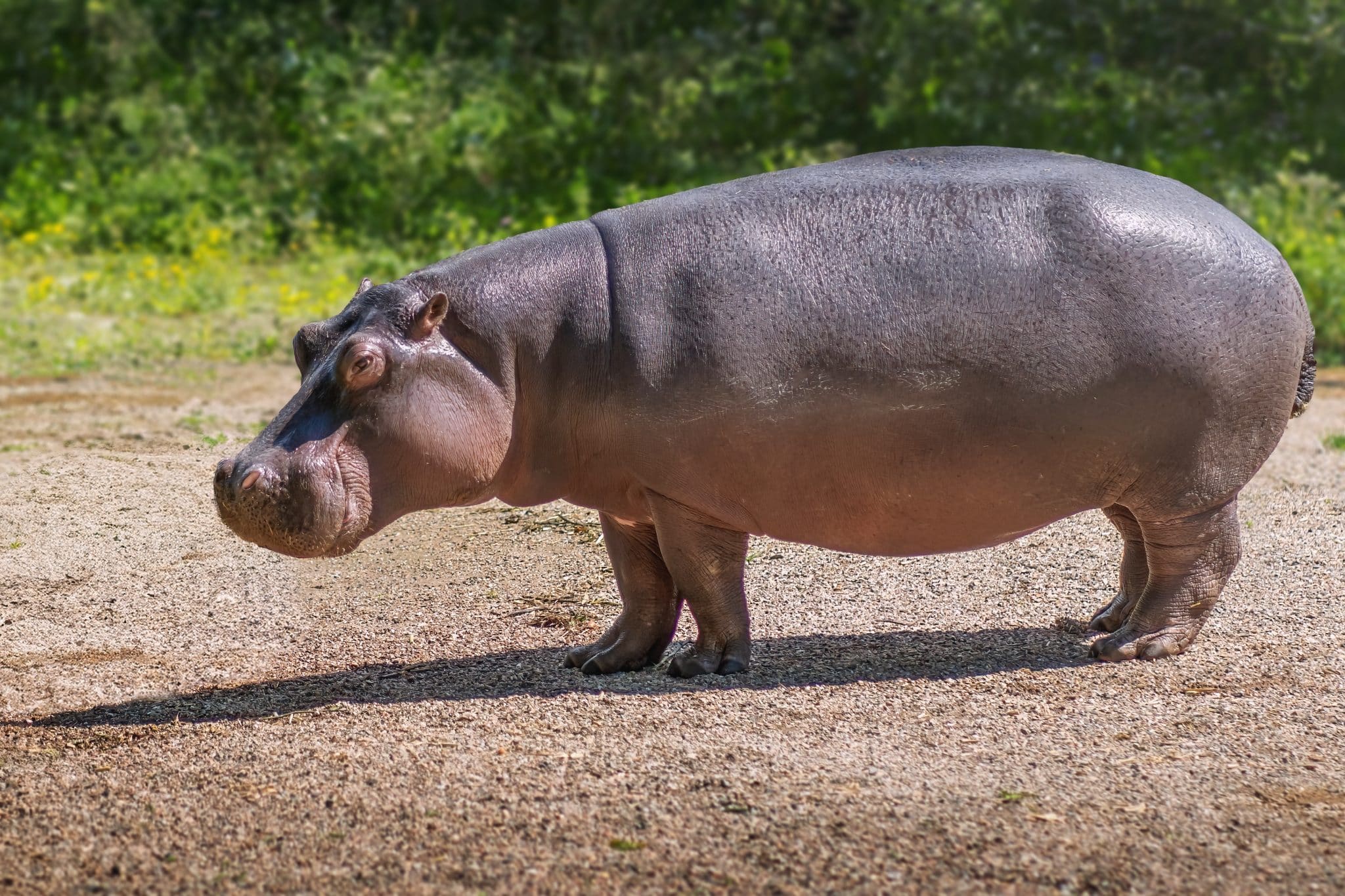 Hipopótamos são considerados um dos animais mais mortais do mundo.