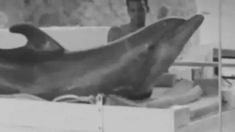 O que aconteceu tragicamente ao golfinho que "se apaixonou" por um treinador durante um experimento