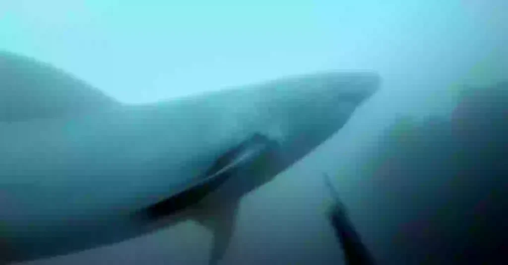 O que você faria se visse isso no oceano? (YouTube/GoPro)