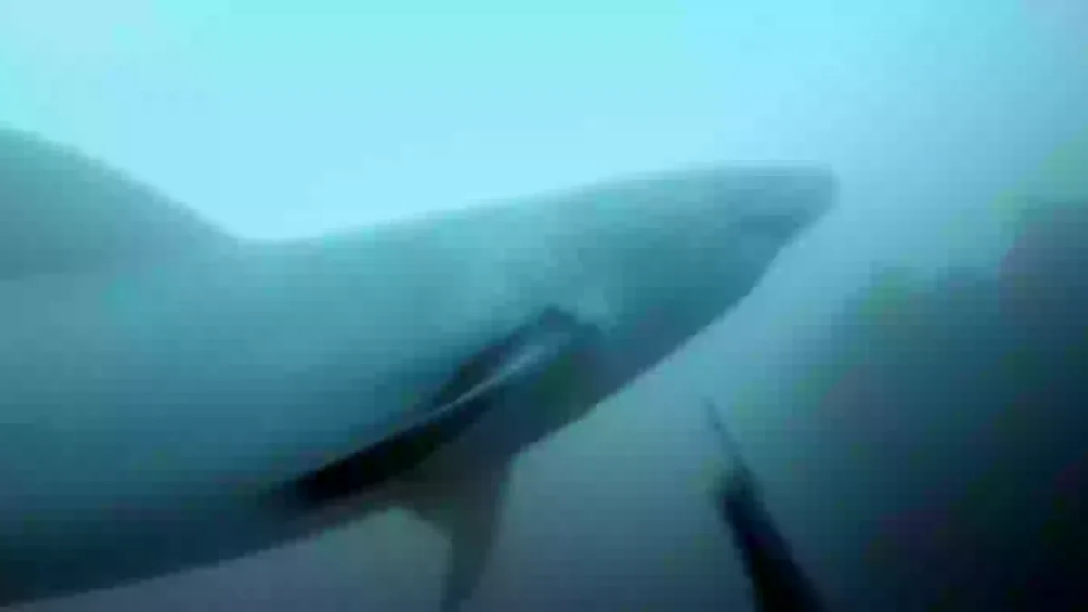 O que você faria se visse isso no oceano? (YouTube/GoPro)