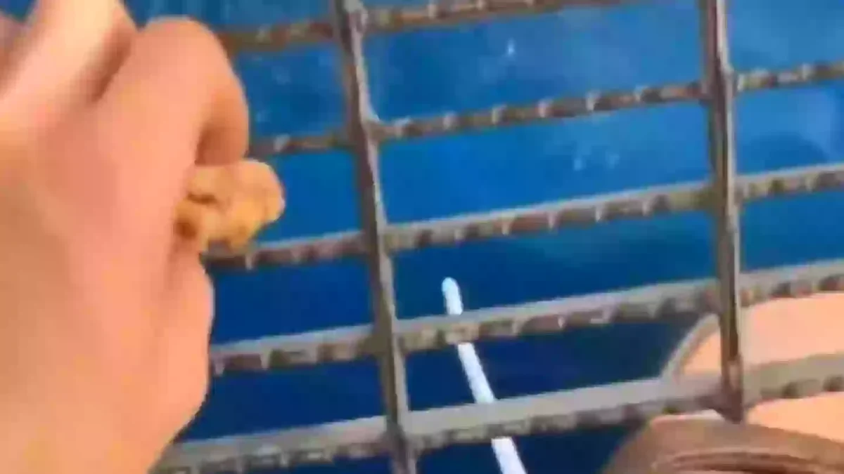 Pessoas juram 'nunca mais entrar no oceano' após verem o que aconteceu quando um homem jogou comida de uma plataforma de petróleo no mar