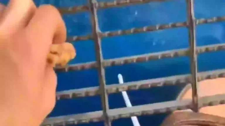 Pessoas juram 'nunca mais entrar no oceano' após verem o que aconteceu quando um homem jogou comida de uma plataforma de petróleo no mar