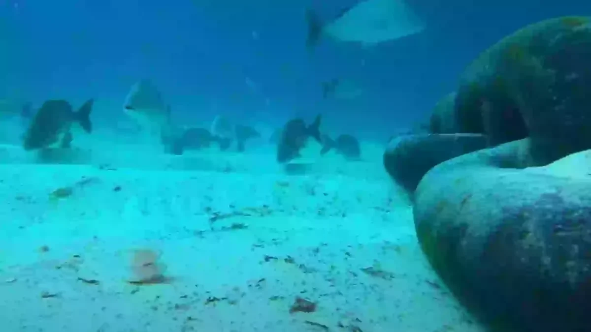 Homem deixa pessoas "aterrorizadas" ao deixar cair GoPro sob navio de cruzeiro e descobrir o que há por baixo