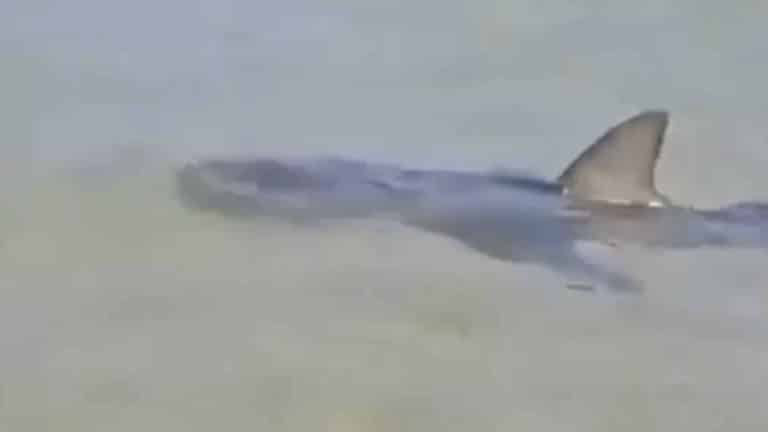Cientistas revelam razão aterradora para tubarões estarem na praia; filmagem chocante mostra ataque