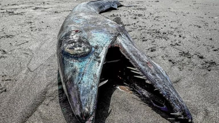 Especialistas fazem descoberta inesperada após peixe raro da 'Zona do Crepúsculo' aparecer na praia