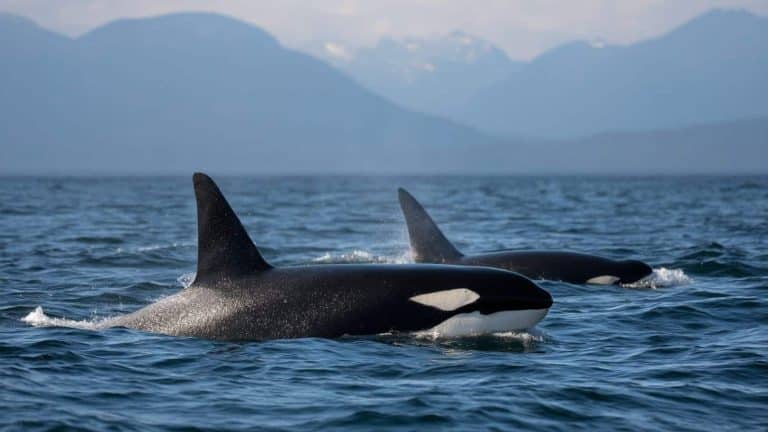 Gravação assustadora de orcas imitando voz humana deixa pessoas aterrorizadas