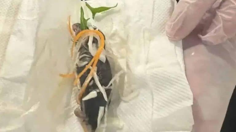 Restaurante se desculpa após cliente encontrar rato em salada "parcialmente comida"