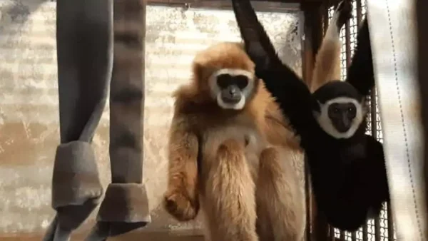 Tratadores desvendam mistério de macaca que ficou grávida sozinha na gaiola