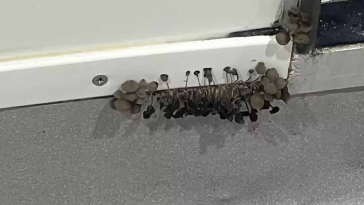 Universitário recebe aviso grave após compartilhar foto do que estava crescendo em sua parede