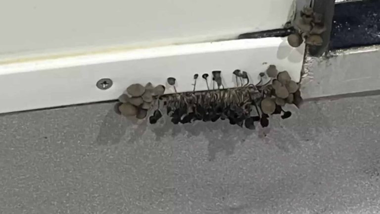 Universitário recebe aviso grave após compartilhar foto do que estava crescendo em sua parede