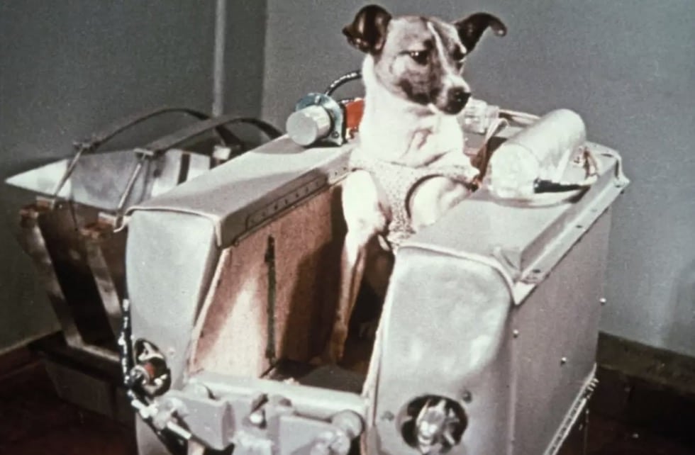 A história comovente do que aconteceu com o chimpanzé enviado ao espaço pela NASA em 1961 Cães também foram enviados ao espaço, incluindo Laika